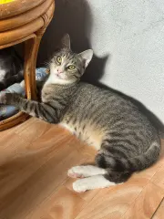 Gaston, chat de l'association