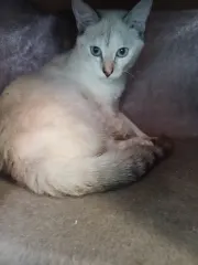 Penelope, chat de l'association