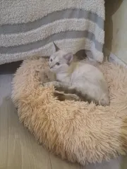 Penelope, chat de l'association